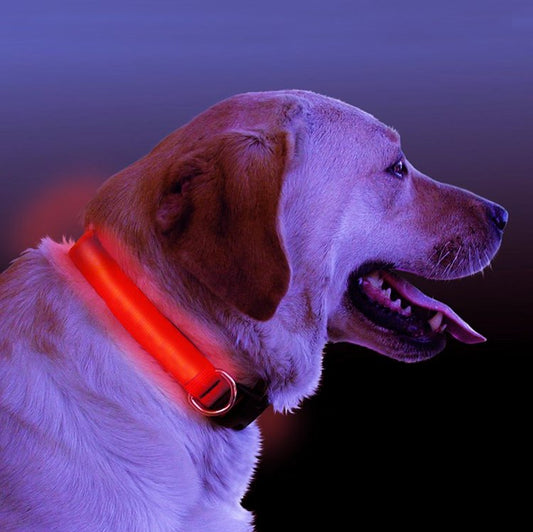 LED Light-Up Dog Collar | Pet Tech Brand